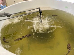 琉球大学及び沖縄科学技術大学院大学に訪問しました！～SPRINGキャリアコンテンツ支援事業～“２日目”